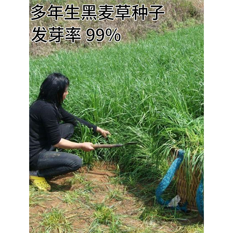 进口黑麦草种子耐寒牧草种子多年生四季常青鸡鸭鹅猪牛羊鱼草种籽-图2