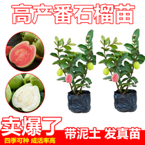 Guava Miao graft with earth four seasons pearl white meat red heart ballet less seed ruby fruit tree sapling that year results