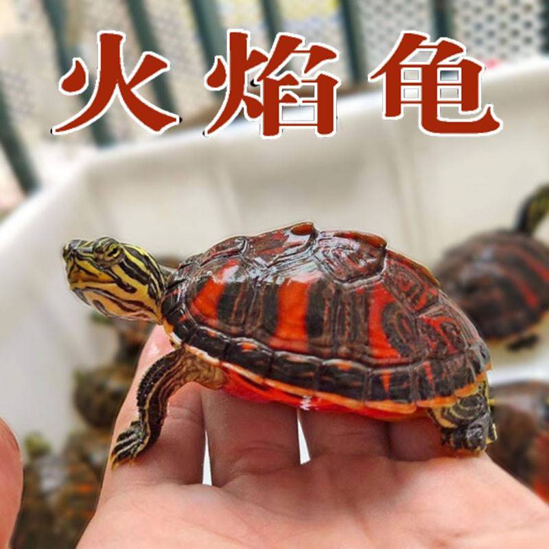 火焰龟深水龟鱼缸混养小乌龟活物稀有活体小宠物吃粪龟清洁龟冷水 - 图0