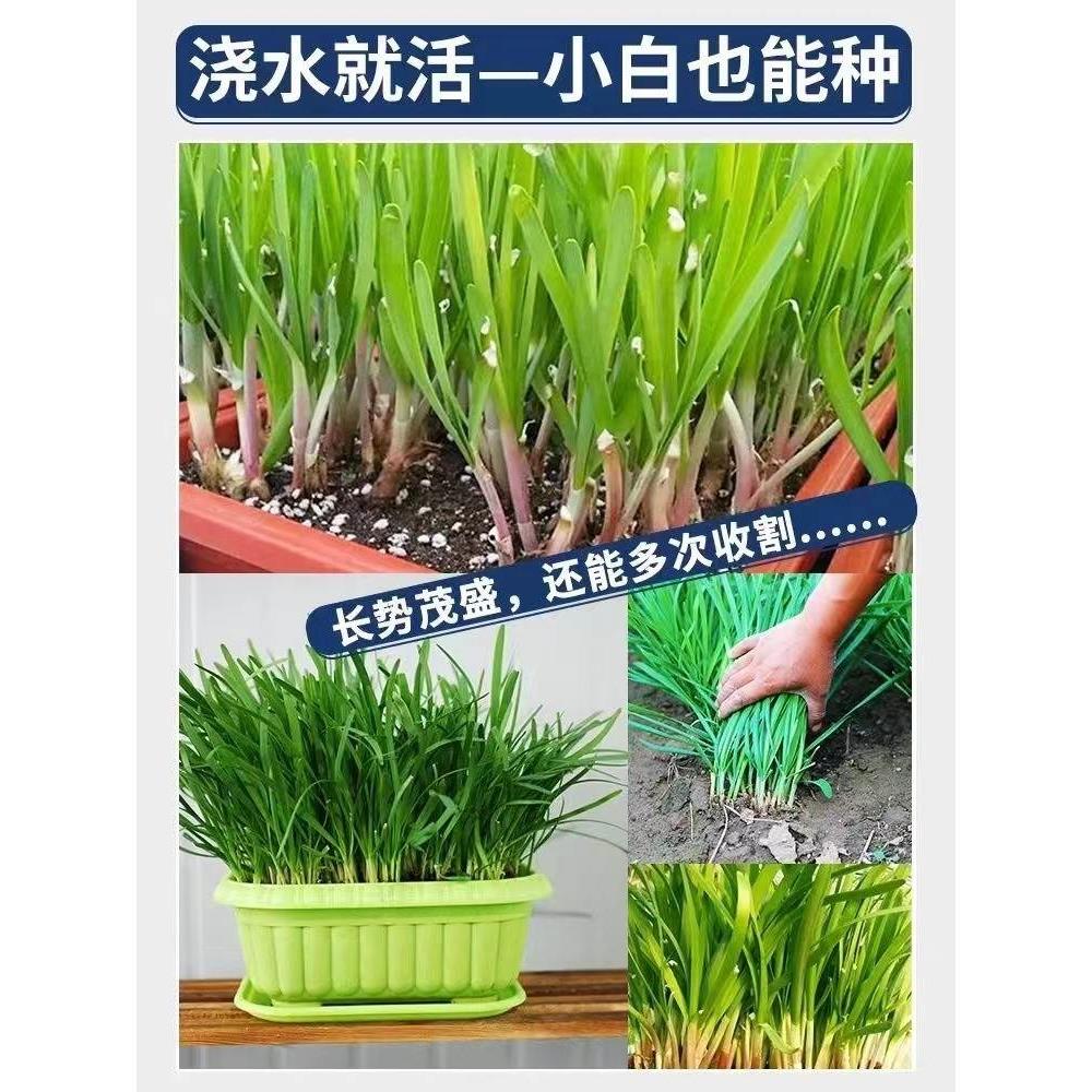 九菜根苗艽菜根非菜根悲菜根紫久韮菜根苗小叶春季春天种的蔬菜苗 - 图1