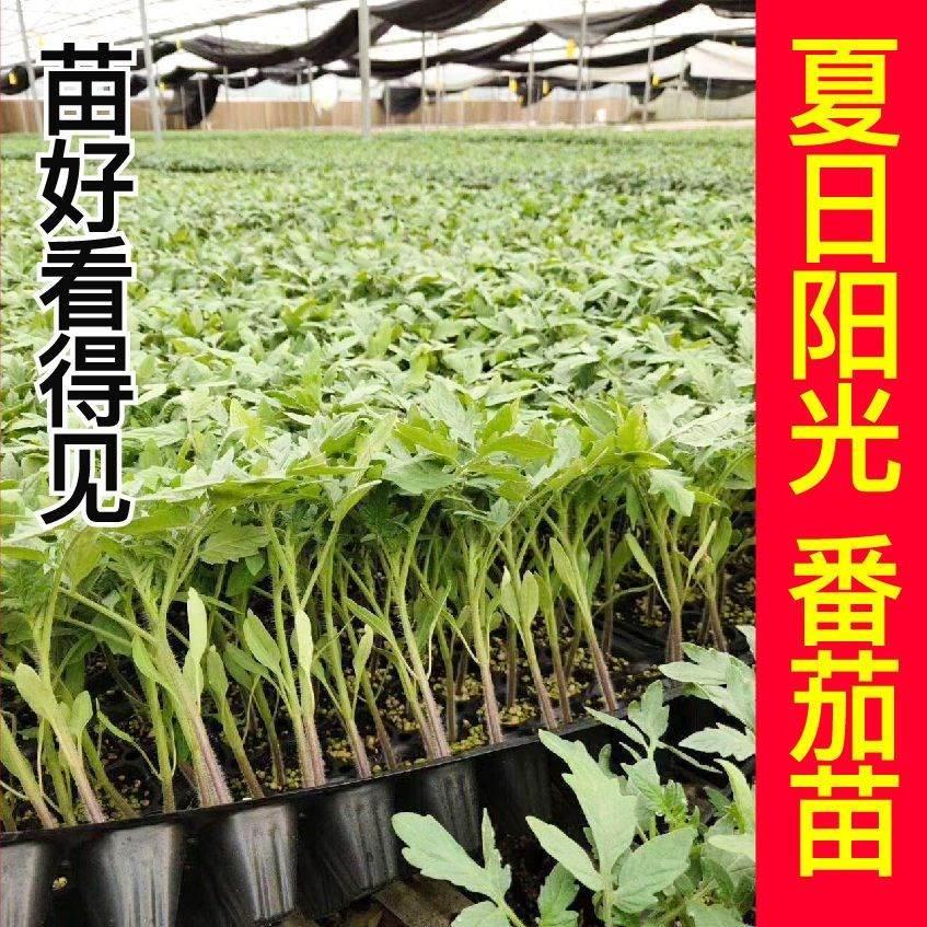 黄金圣女果苗金玲珑番茄苗秧四季盆栽高产阳台甜皮薄西红柿苗春秋 - 图2