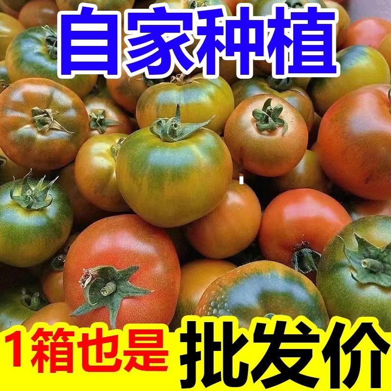 【顺丰】正宗辽宁丹东铁皮西红柿生吃草莓柿子新鲜水果应季自然熟 - 图0