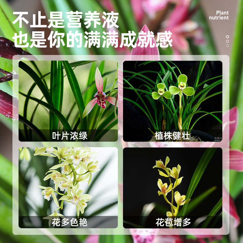 极速兰花肥料专用肥植物营u养液兰陵王兰科活化剂墨兰蝴蝶兰花肥 - 图1