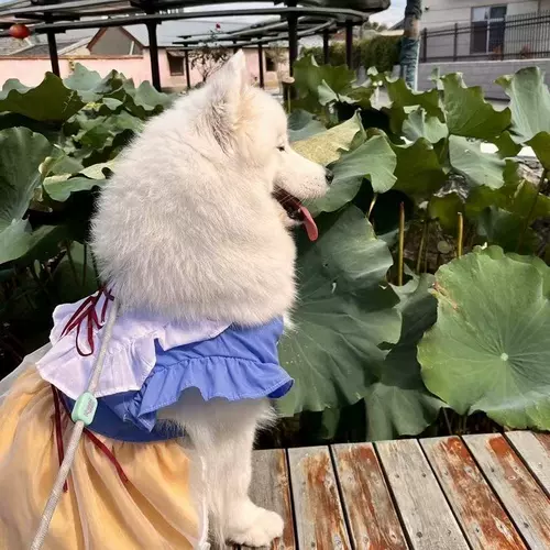 Весенне-летняя принцесса для собак больших и средних размеров, сетчатая юбка с ремешком для домашних животных, одежда для собак и кошек, нелиняющая одежда самоедов