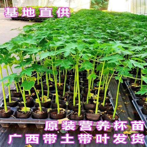 水果木瓜苗矮化冰糖红心木瓜苗四季庭院盆地裁当年结果青木瓜树苗 - 图3