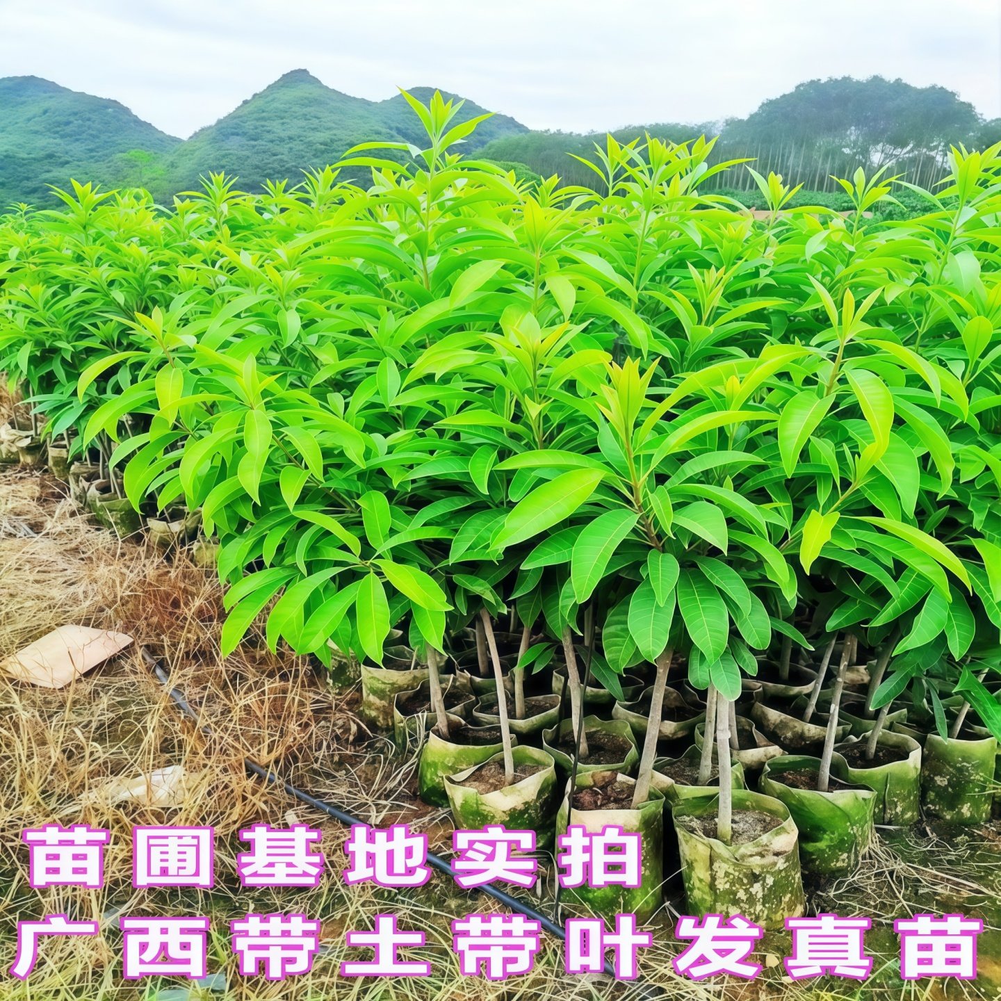 特大耀堂仙桃苗嫁接木瓜仙桃鸡蛋果苗南方盆栽地四季结果蛋黄果苗,淘宝优惠券,粉丝福利购,淘宝优惠卷