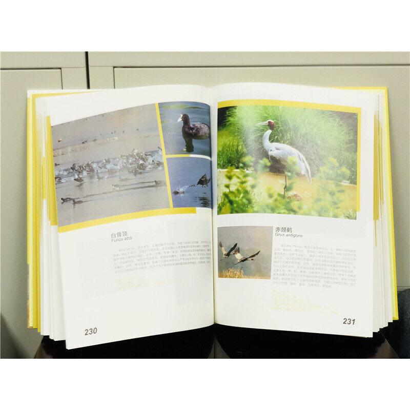 中国西南野生动物图谱 鸟类卷(上)云贵川藏广西自然生态野生特有珍稀鸟类的生活习性和特征科普读物生物学学术研究书北京出版社