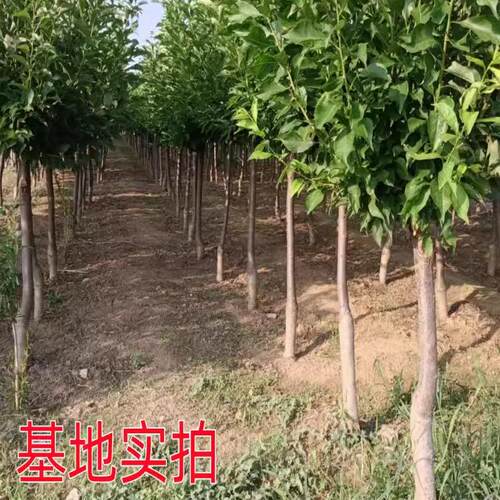 嫁接蜂糖李树苗脆甜脱骨李西梅果树盆栽地栽庭院四季种植李子 - 图2