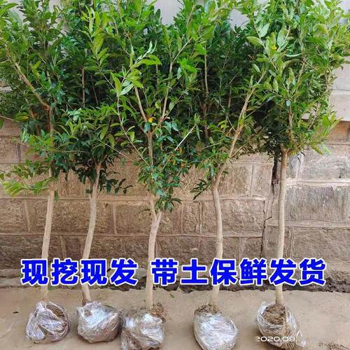 石榴树树苗突尼斯软籽石榴苗地栽庭院果树特大带土无籽甜石榴树苗 - 图2