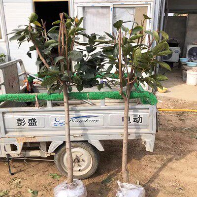 柿子树果苗庭院果树特大脆甜带土南方北方种植盆栽地栽黑柿子苗树 - 图2