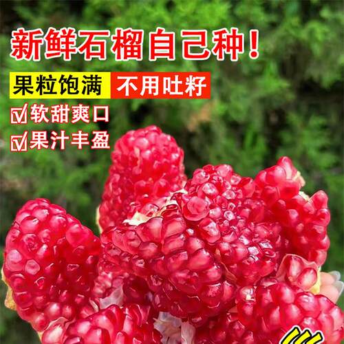 特大石榴树树苗新品种突尼斯软籽无籽石榴苗盆栽地栽庭院种植果树 - 图1