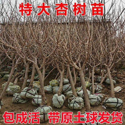 嫁接杏树苗南北方地栽种植特大杏嫁接杏子果树苗盆栽树苗当年结果 - 图1