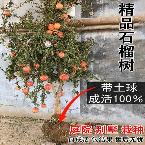 特大石榴树树苗新品种突尼斯软籽无籽石榴苗盆栽地栽庭院种植果树 - 图0