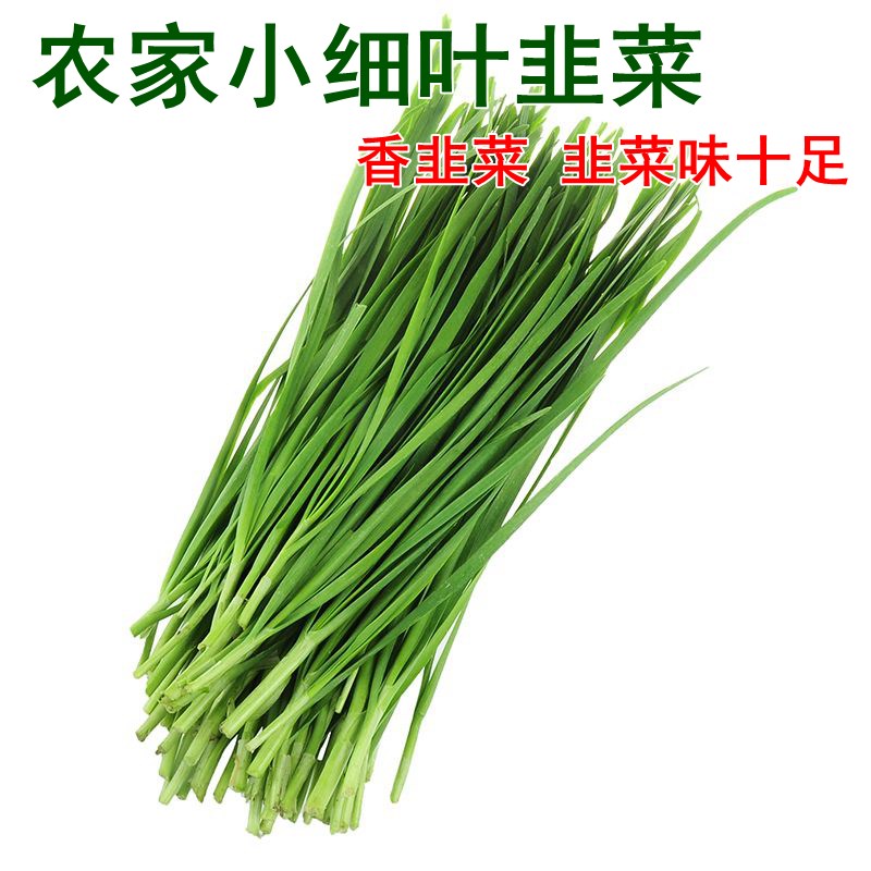 四季蔬菜香菜荠荠菜种子特菜野菜种子农家老品种蔬菜种子春四季播 - 图2