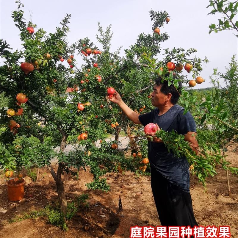 石榴树树苗特大带土球老桩盆栽地栽突尼斯软籽蒙阳大红袍庭院果树 - 图1