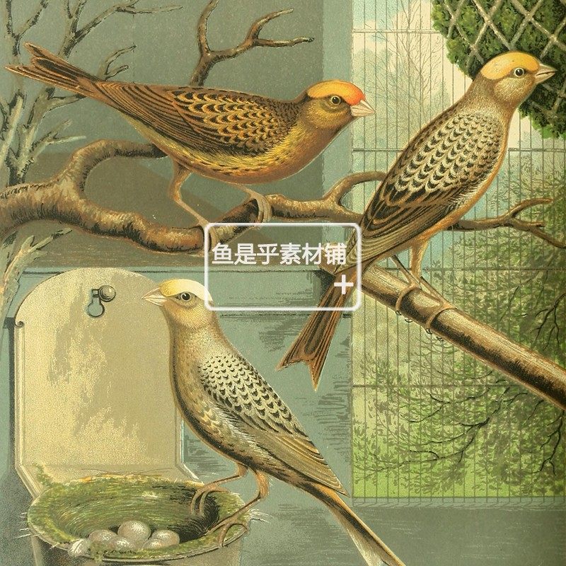英国复古飞禽鸟类动物鹦鹉金丝雀写生装饰参考临摹插画素材图片,淘宝优惠券,粉丝福利购,淘宝优惠卷