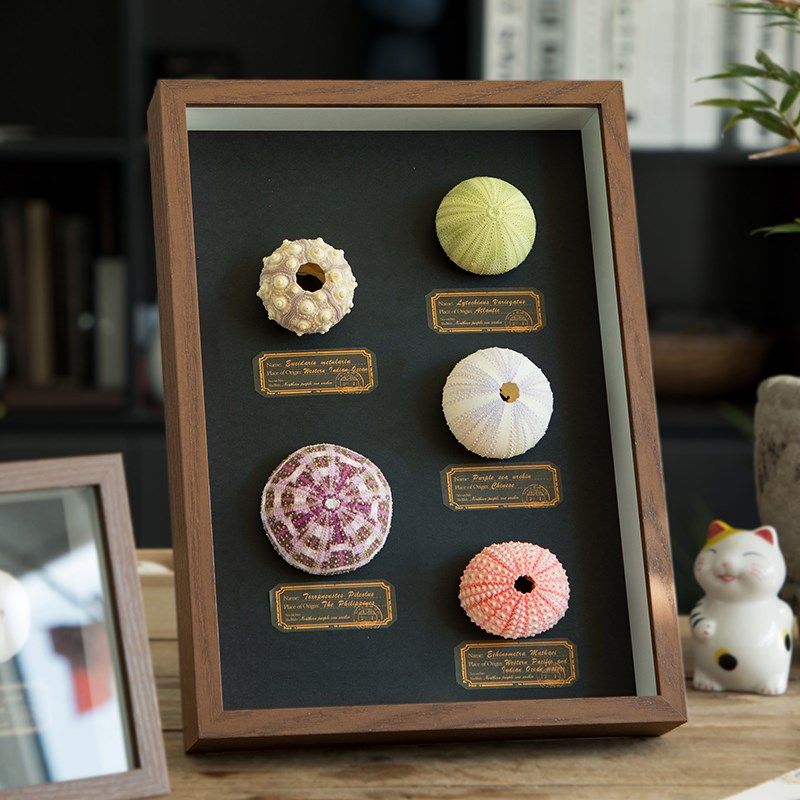 极速天然海胆氛围灯装饰画摆件y相框家居创意植物礼品桌面节日生,淘宝优惠券,粉丝福利购,淘宝优惠卷