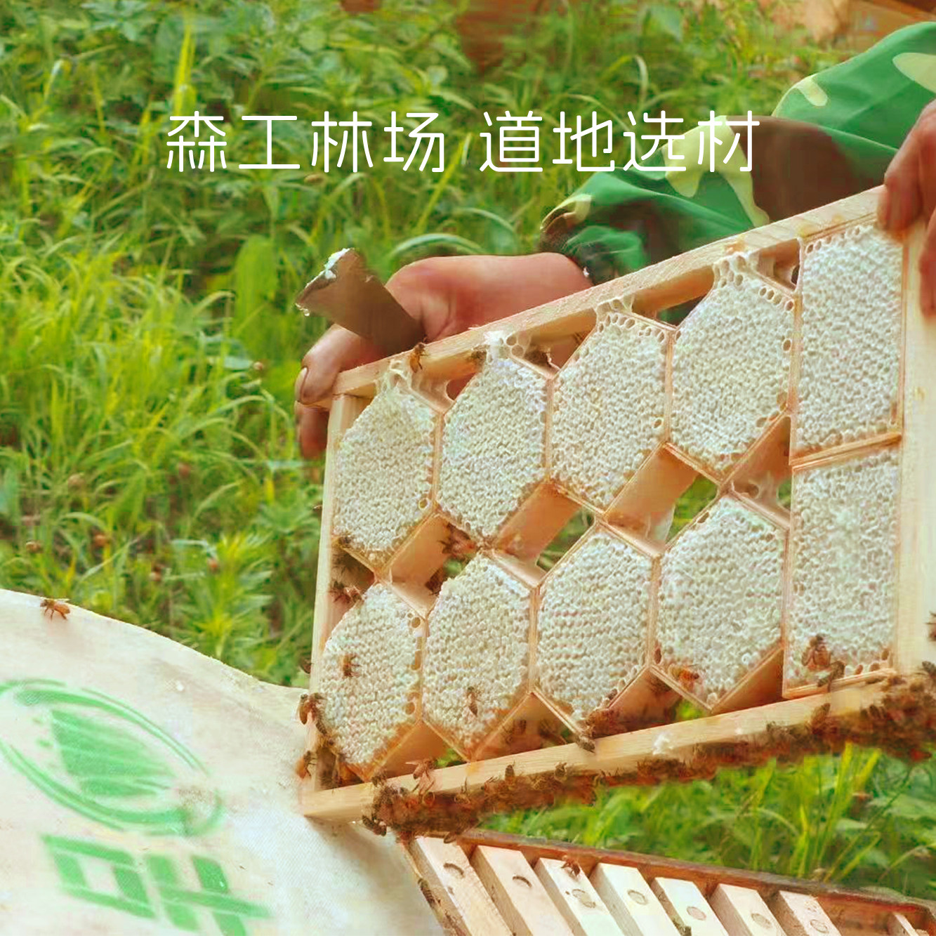 泉阳泉天池小蜜长白山椴树蜂蜜10g*36条*2盒