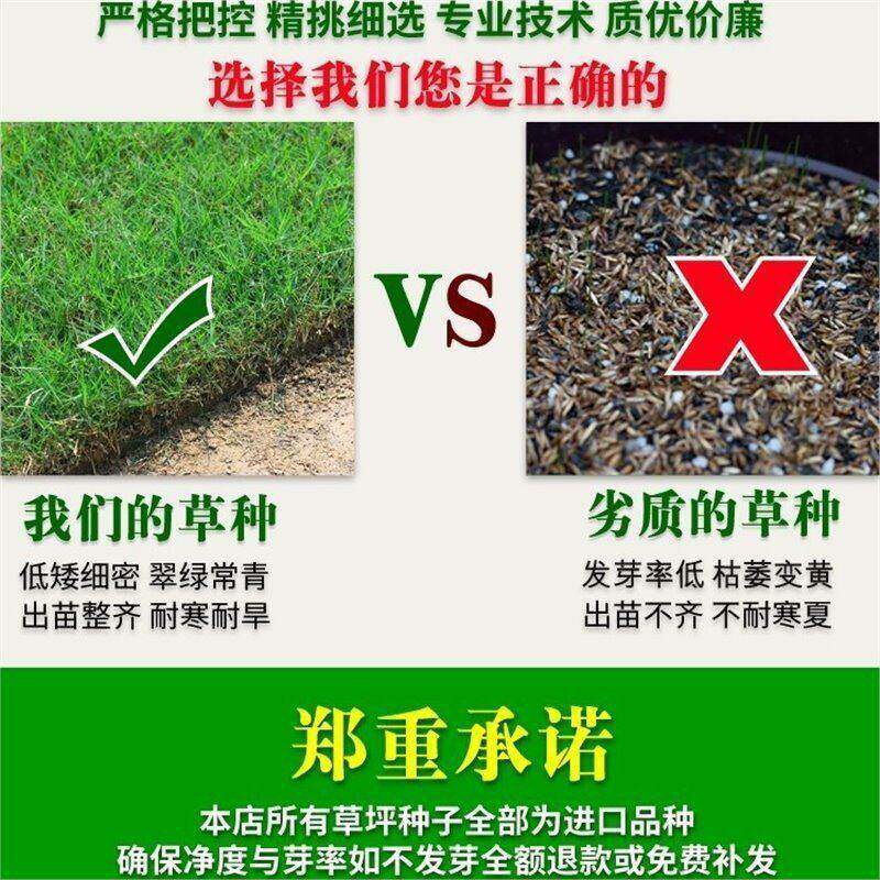 Lawn grass seeds, all-season evergreen bermudagrass, Manila courtyard soil, green carpet, turf seeds, slope protection grass seeds