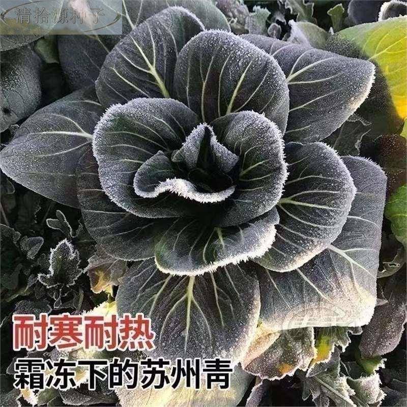 100种E开春季春蔬子茄套餐丝瓜黄瓜辣椒HICRAT豆角蔬玉种菜米子农 - 图0