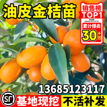 Oil Skin Golden Tangerine Fry South North Earth Planted Golden Orange Tree Sapling Potted Trees Potted Season Crisp Peel Sweet Back Year Results