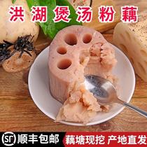 Honghu powder lotus root 5 catty 3 catty soup with 9 holes powder glutinous red lotus root powder lotus root powder lotus root powder lotus root new now dig
