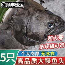 Deep-sea flounder fish head oversized opium fish head extra-large butterfly fish head commercial fresh frozen opium fish head marine fish Shun Feng