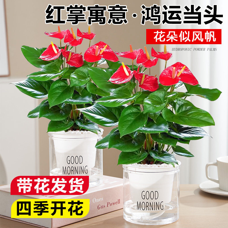 特级红掌白掌盆栽一帆风顺花卉植物室内好养绿植鸿运当头四季开花,淘宝优惠券,粉丝福利购,淘宝优惠卷