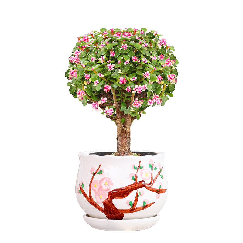 金枝玉叶盆栽老桩多肉水培植物室内花办公室绿植好养净化空气,淘宝优惠券,粉丝福利购,淘宝优惠卷