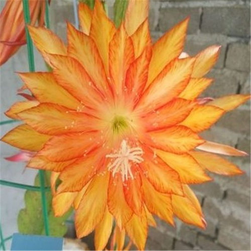 令箭荷花苗带根东北小粉重瓣仙人剑昙花绿植物室内外盆栽进口花卉 - 图1