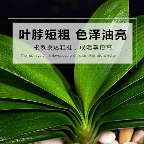 君子兰盆栽四季老苗花卉植物室内庭院水培绿植好养圆头和尚大小苗 - 图3