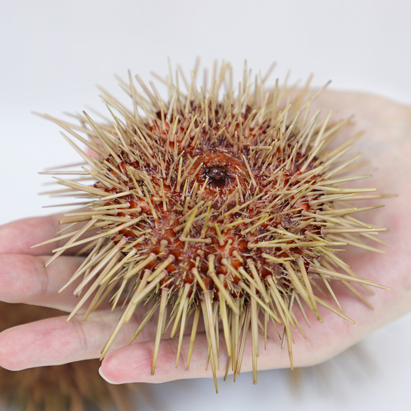 大连黄海胆小平岛鲜活500g即食食材料海胆刺身新鲜生鲜海鲜活鲜,淘宝优惠券,粉丝福利购,淘宝优惠卷