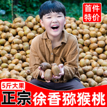 Pinnong Zhengzong Jiangshan Xu Xiangkiwi Fruit Fresh When the Season Full Box 5 Catty Macaque Peach Green Heart Chic Exotic Fruits.