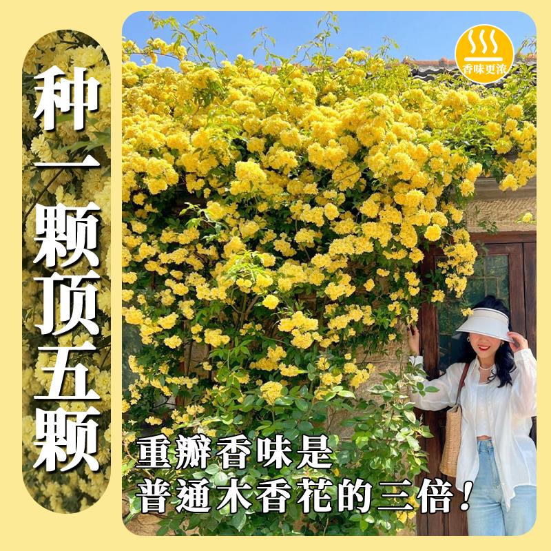 重瓣白黄木香花苗室外庭院别墅花卉爬藤植物大浓香型 - 图0