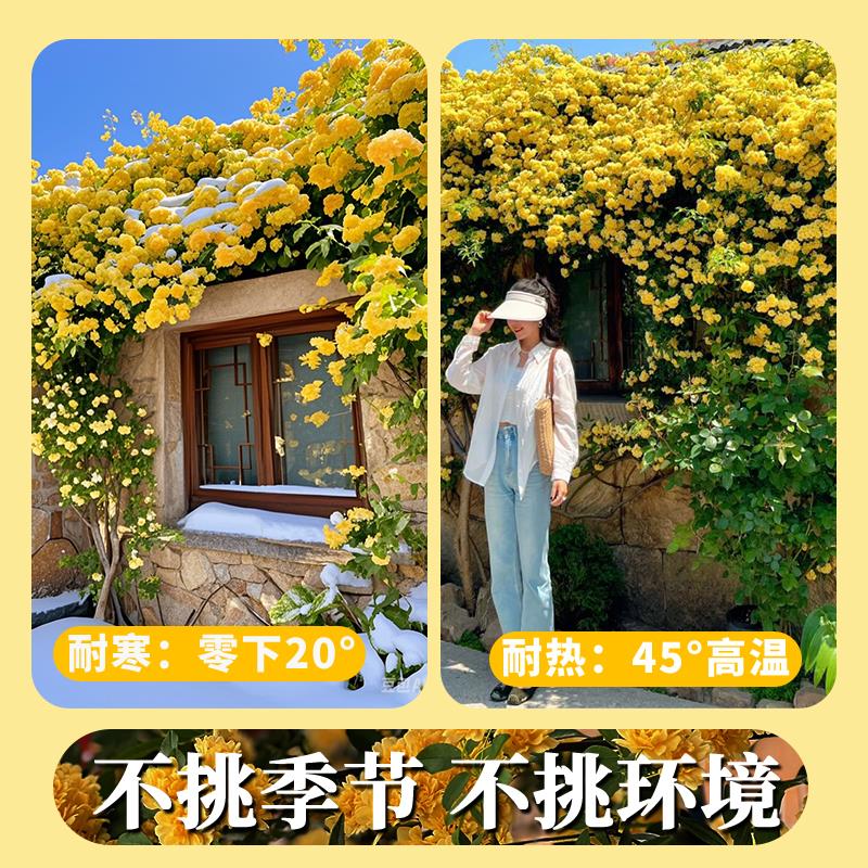 重瓣白黄木香花苗室外庭院别墅花卉爬藤植物大浓香型 - 图1