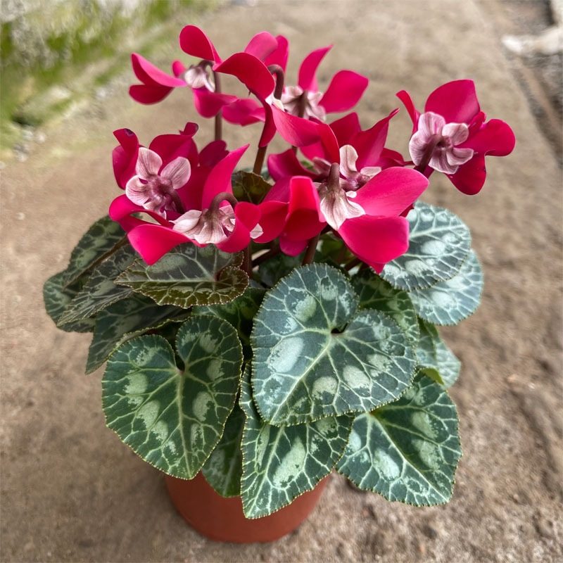 仙客来盆栽带花大花重瓣花卉植物室内花种球大盆阳台仙鹤来原生根,淘宝优惠券,粉丝福利购,淘宝优惠卷