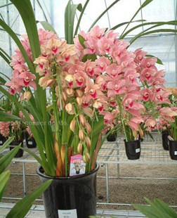 办公室高档盆栽盆景花卉兰花苗 大花蕙兰 蝉兰苗 虎头兰 当年开花 - 图0