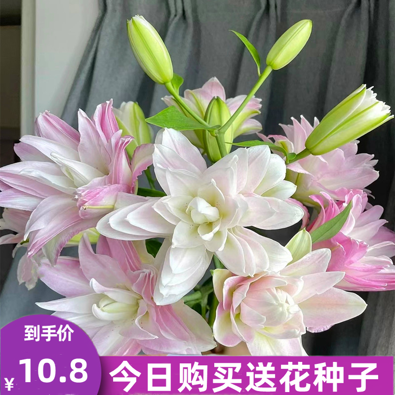 5颗重瓣进口香水百合花种球四季开花易活花卉鲜花盆栽郁金香种子-图1