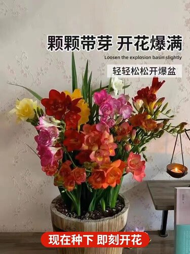 进口香雪兰种球重瓣小苍兰多季开花好养活观花卉盆栽鲜花植物种子 - 图1