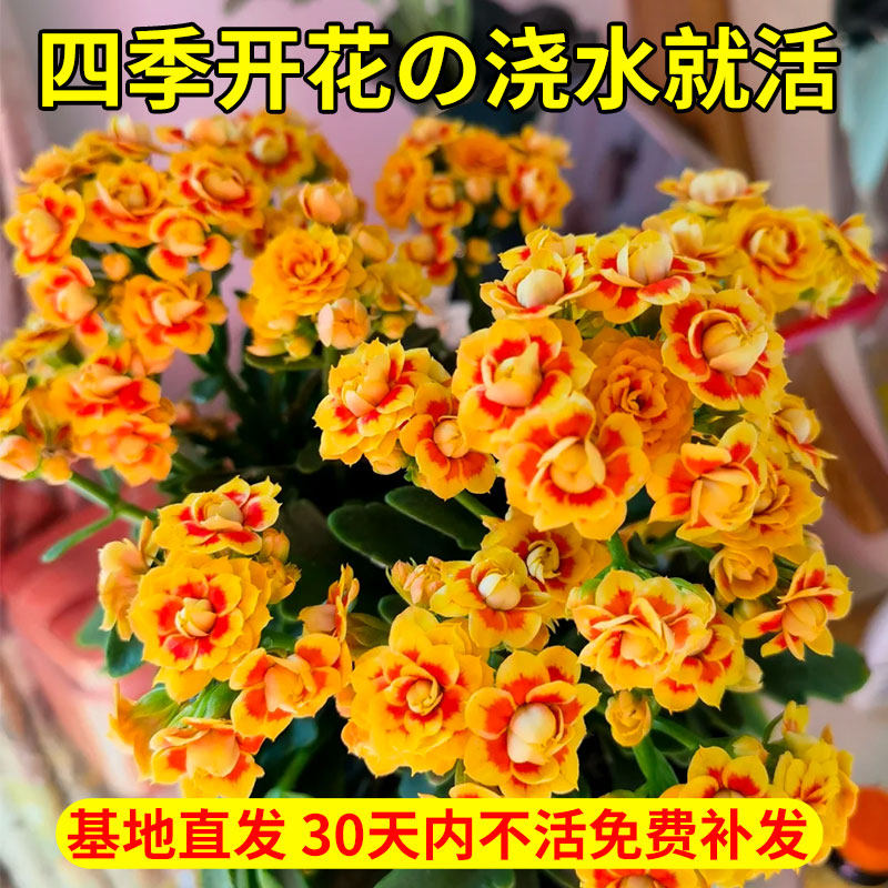 长寿花盆栽带花苞大花重瓣金狐狸大苗四季开花室内外好养耐热花卉,淘宝优惠券,粉丝福利购,淘宝优惠卷