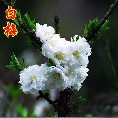 红梅树苗绿梅腊梅榆叶梅老桩耐寒植物盆景梅花树阳台盆栽庭院花卉 - 图0