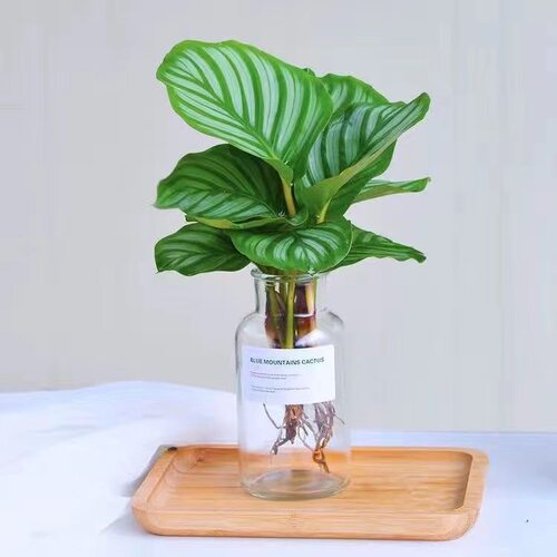 水培青苹果室内客厅绿植花卉驱蚊盆栽办公室桌面水养竹芋清仓好养 - 图1