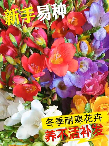 进口香雪兰种球重瓣小苍兰多季开花好养活观花卉盆栽鲜花植物种子 - 图0