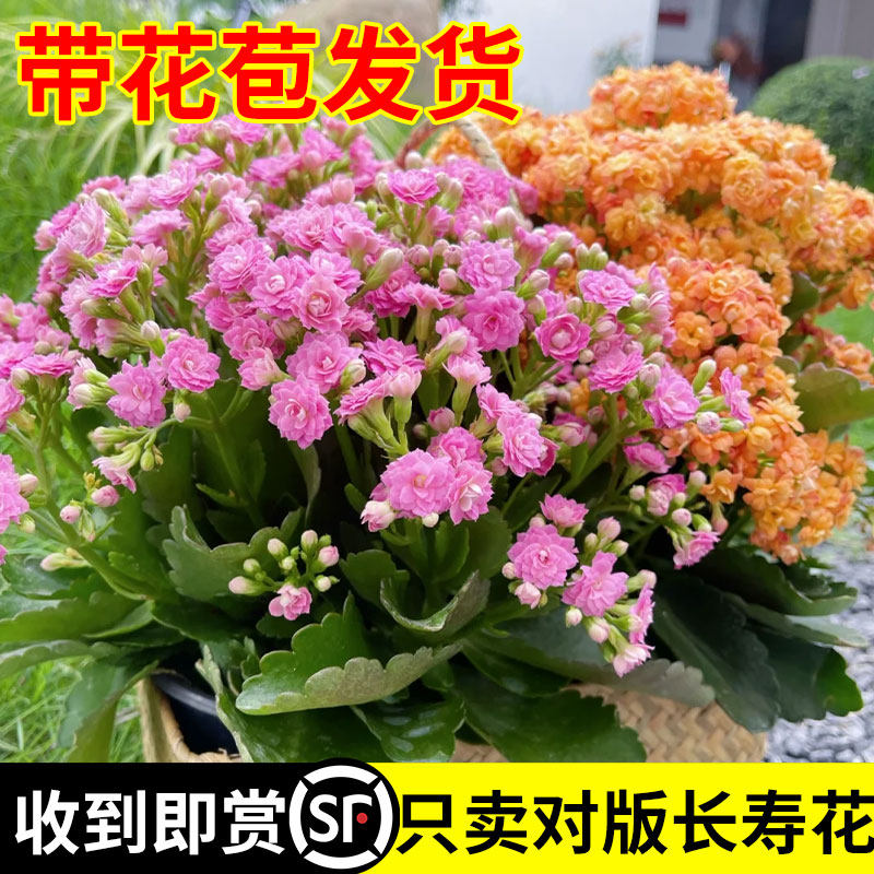 长寿花盆栽带花苞大花重瓣金狐狸大苗四季开花室内外好养耐热花卉,淘宝优惠券,粉丝福利购,淘宝优惠卷