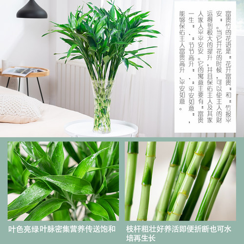 富贵竹水培植物盆栽绿植室内花客厅水养转运观音竹一帆风顺节节高 - 图1