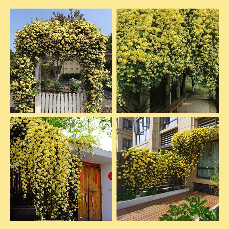 重瓣白黄木香花苗室外庭院别墅花卉爬藤植物大浓香型 - 图3