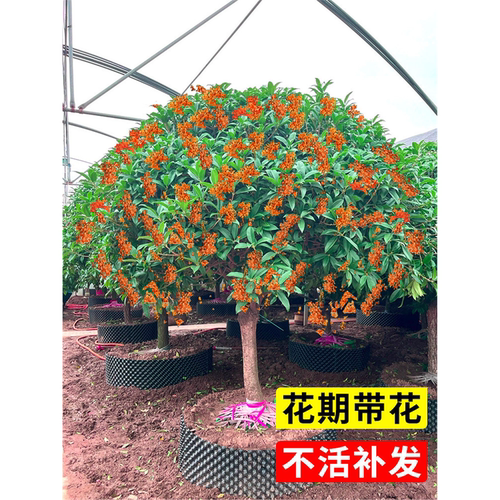 桂花树苗盆栽丹桂四季桂天香嫁接八月金桂庭院室内阳台日香桂开花 - 图2