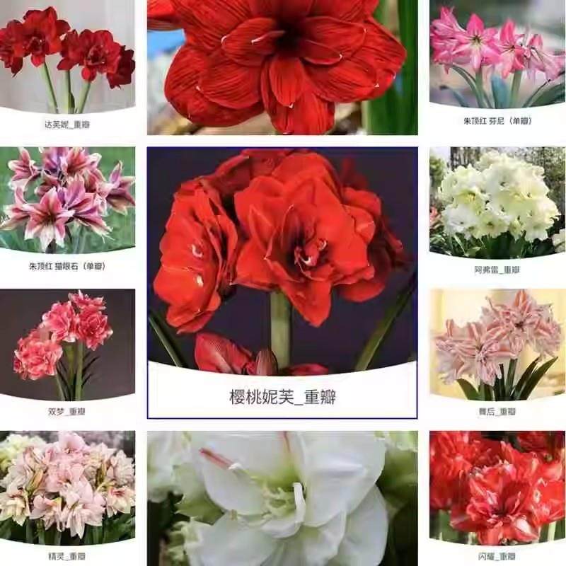 朱顶红进口重瓣种球花卉植物带花苞阿弗雷特大球盆栽四季开花好养,淘宝优惠券,粉丝福利购,淘宝优惠卷