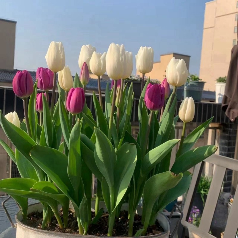 荷兰进口郁金香种球土培带芽5度球四季开花室内外阳台土培盆栽好,淘宝优惠券,粉丝福利购,淘宝优惠卷