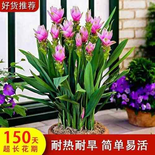 【150天超长花期】泰国姜荷花郁金香种球多年生庭院花卉盆栽易活 - 图0